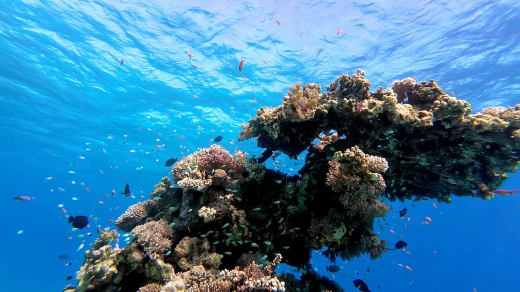 aroya sarm el seyh gezisi