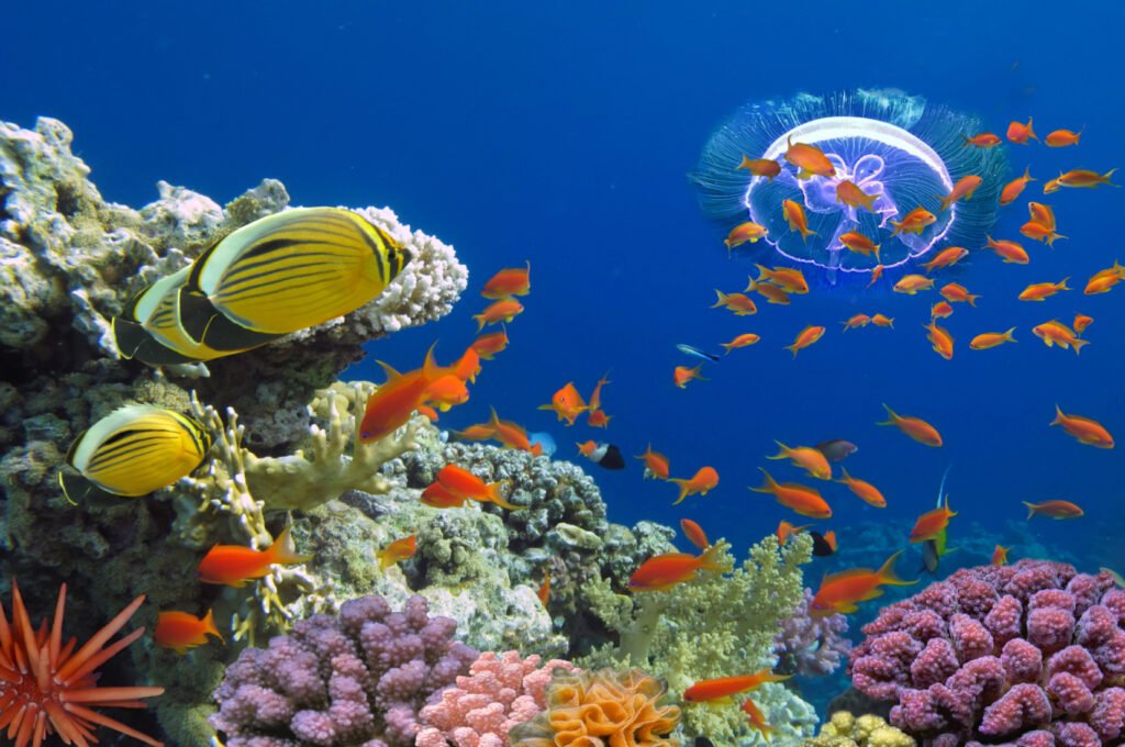 iki resif snorkel turu